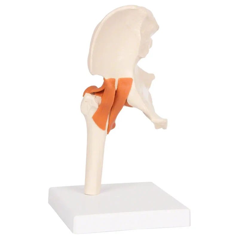 Hüftgelenk-Modell Sport-Tec für Reha & Physiotherapie