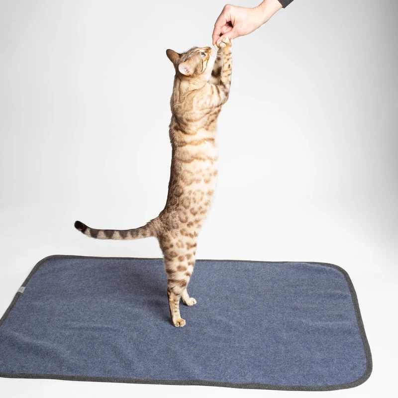 Katzendecke aus Loden | 100 % Schurwolle