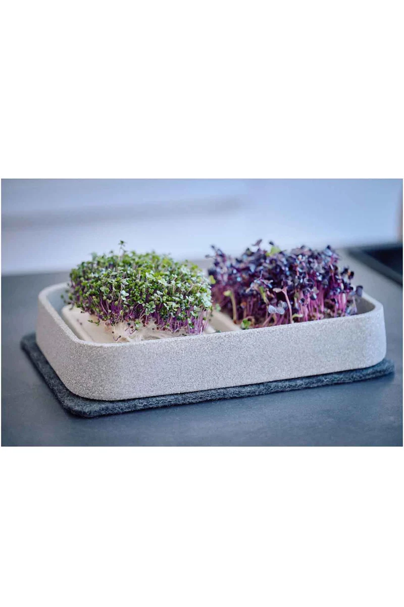 Mikrogarten XL Granicium mit Kräuterschere