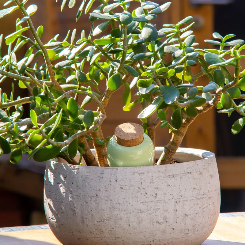 Plant Hydrator - Olla - Green