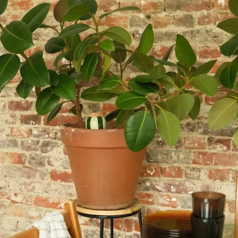 Plant Hydrator - Olla - Striped Green & Green