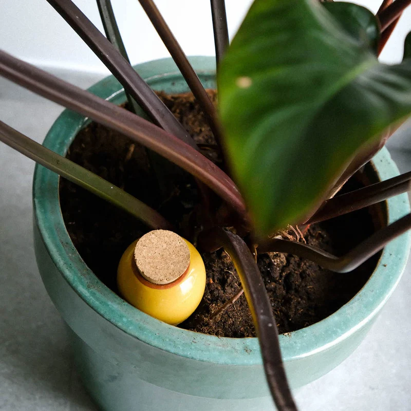 Plant Hydrator - Olla - Mustard