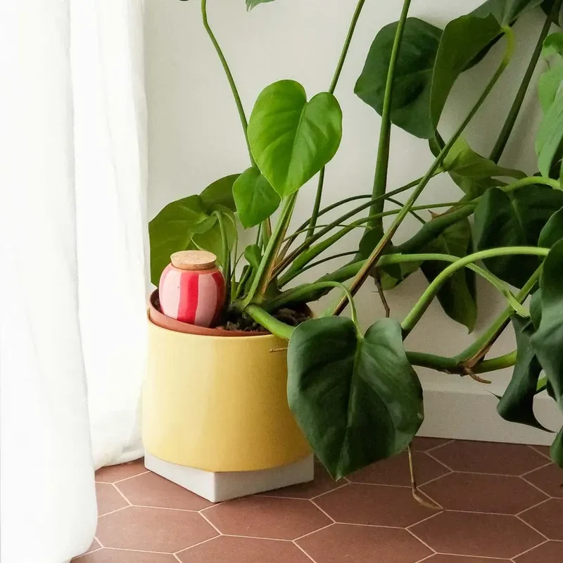 Plant Hydrator - Olla - Striped Pink & Red
