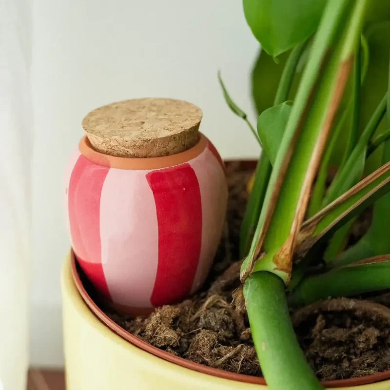 Plant Hydrator - Olla - Striped Pink & Red
