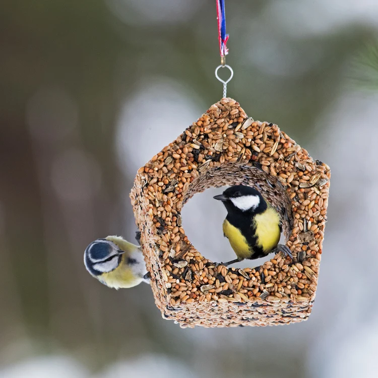 birdhouse - vogelfutter