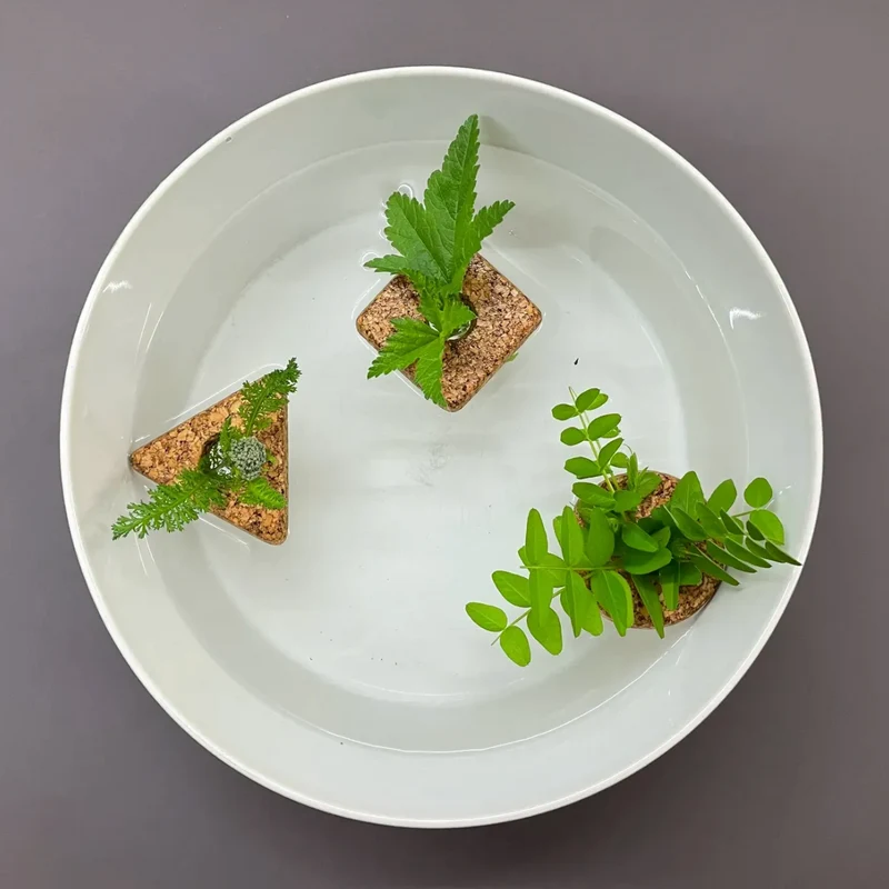 plant cutting corks - wurzelinseln