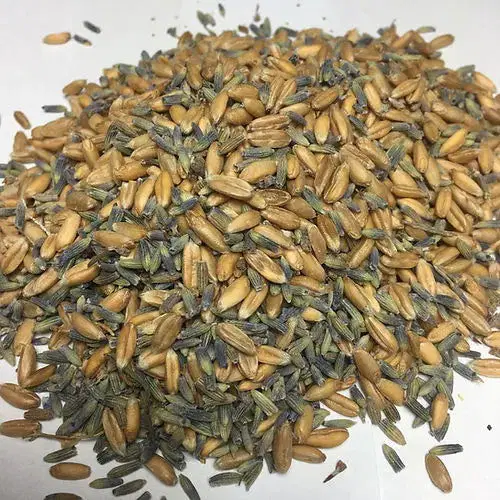Bio Lavendelkissen Schwein – Einschlafhilfe mit Dinkel & Lavendel