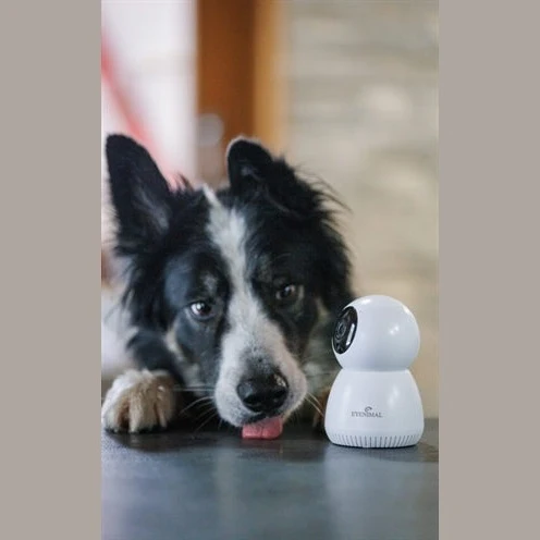 Numaxes Eyenimal Pet Vision Live Hd Kamera Ohne Geräuscherkennung