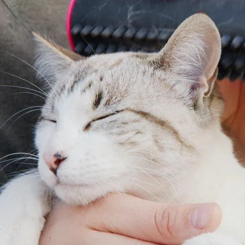 3-in-1-Bürste für Hunde und Katzen